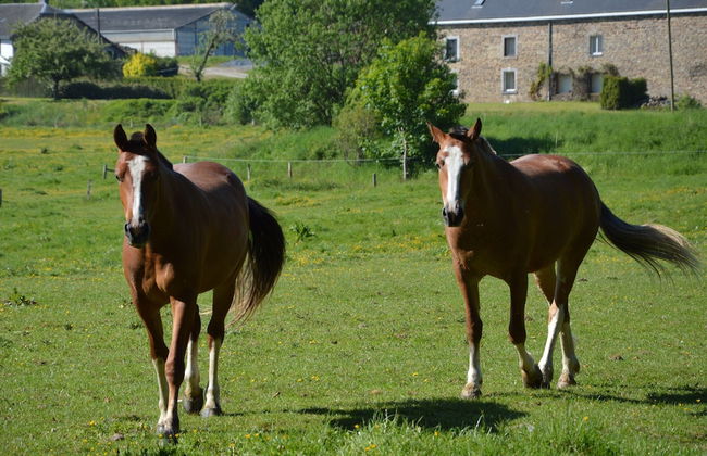 Holiday House in Horse Riding School near Stavelot & Spa Circuit - Photo 21
