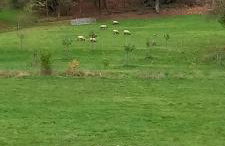 Ferienwohnung Zum Bienenstock - Photo 4