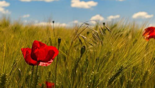 Ferienwohnungen Im Försterhaus - Foto 3