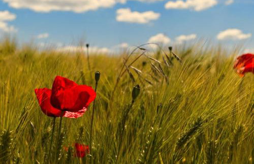 Tiny Haus 1 - Kirsche - Foto 4