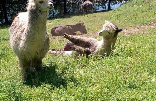 Agriturismo Villa Paradiso Esotico - Photo 6