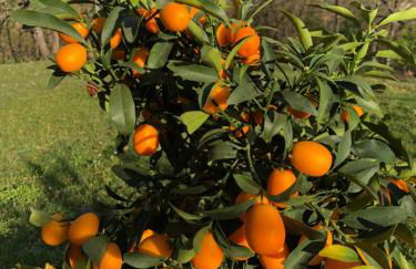 Alloggio da Fazanca - Foto 12