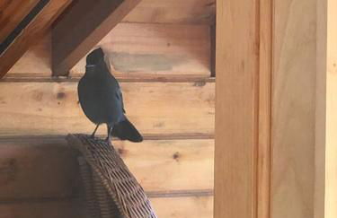 Fireweed Gardens in Roger’s Park - Photo 24