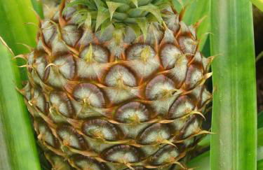 QVA - Quinta Velha das Amoreiras - Photo 35