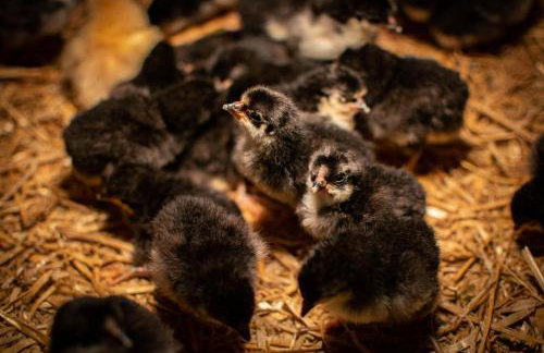 2 Bed in Whitwell oc-o33499 - Foto 23