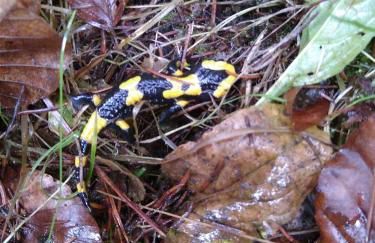 Feriengaleriewohnung Im Denkmal Stilvoll-Komfortabel Baubiologisch - Foto 15