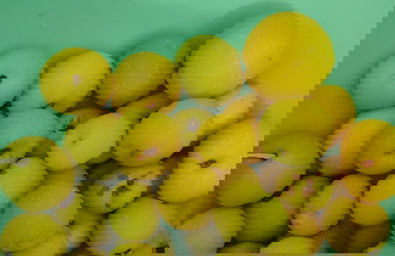 Agroletnica Country house - Foto 35