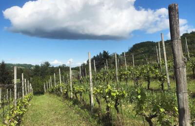 Agriturismo Poderi Zunino - Foto 68