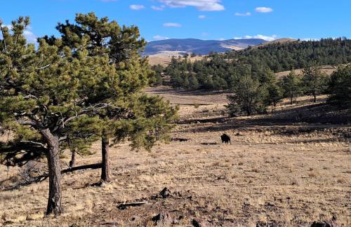 Buffalo Cabin - Foto 60