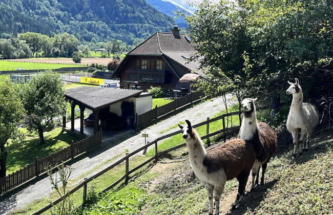 Lama - Foto 1