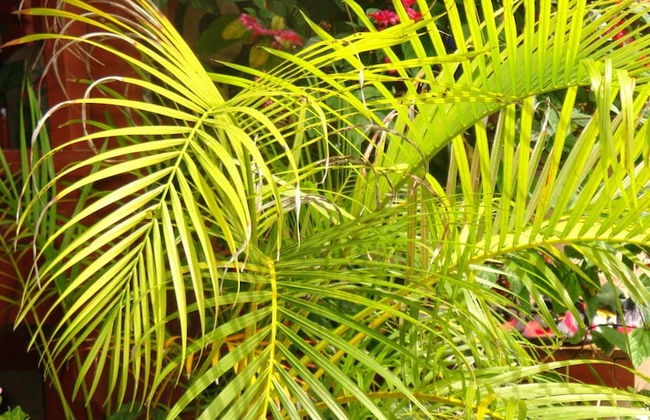 Tropical Sands - Foto 16