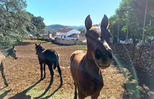El Pico de Aroche - Foto 17