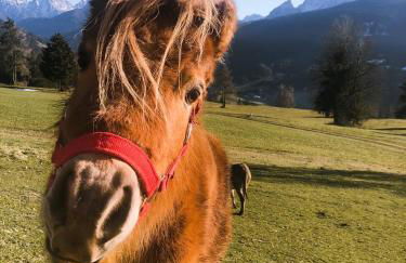 Tiefentalhof - Urlaub am Bauernhof - Photo 4