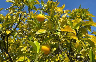 Sunny 5BEDR00MS with Pool, Zip Line, Game Room, Kid's Playhouse - Foto 75