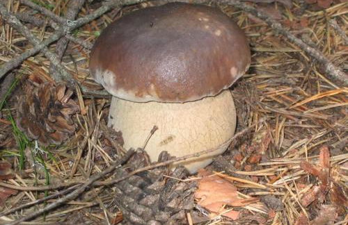 Holiday cottage in Lozre in a pretty corner of Margeride - Foto 9