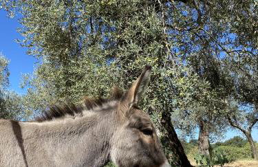 Tenuta degli Ulivi - Dimora Contadina - Foto 73