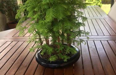 La casa del Pino Argentato - Foto 23