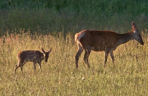 Domek Dotyk rosy na Kaszubach - Foto 13