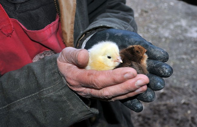 La Ferme de Flo' - Foto 53