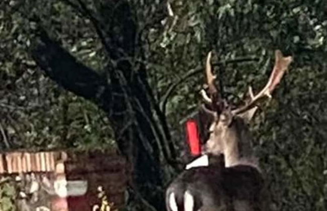 "la Casa Delle Bimbe" - Foto 17