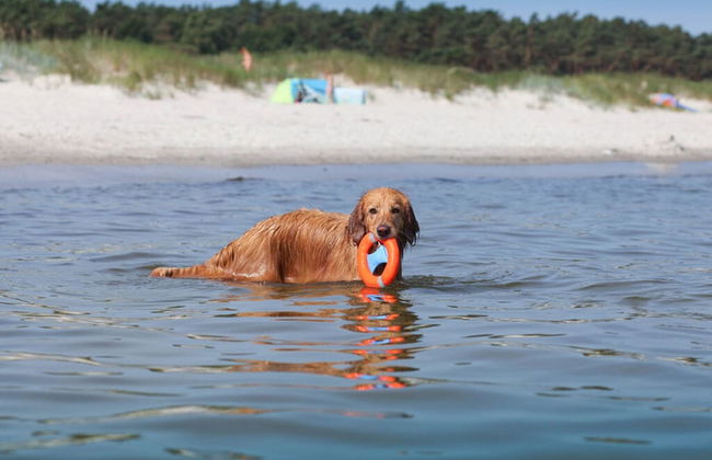 Beachkeeper Comfortable Holiday Residence - Foto 17