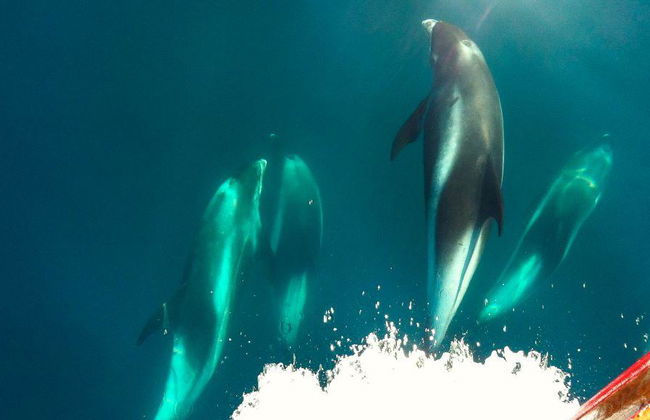 Avvistamento Classico di Balene da Dalvík - Foto 9