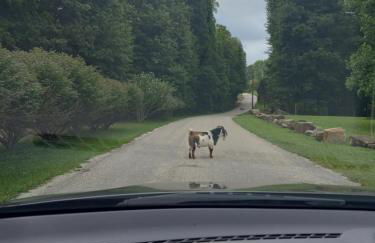 serenity cabins forest view - Photo 7