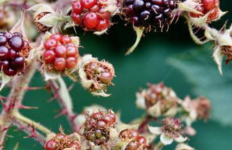 Torridge House Cottages - Foto 47