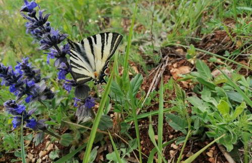 Ferienresidenz Lavandula - Foto 28