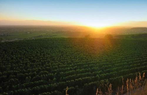 Holiday Apartment Monet in Oberrotweil - Foto 42