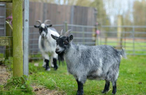 Luccombe Farm Holiday Cottages - Photo 14