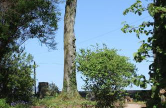 Dromore House Historic Country house - Foto 47