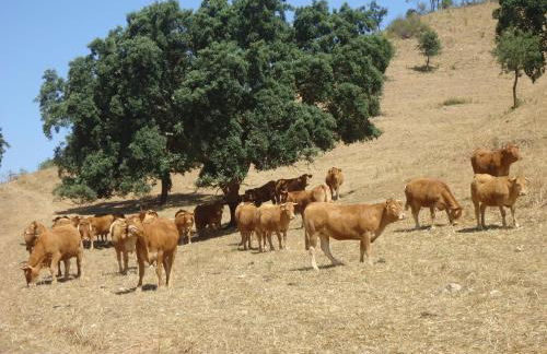 Herdade dos Montes Bastos - Foto 7