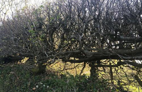 Astronomer Shepherd's hut - Foto 12