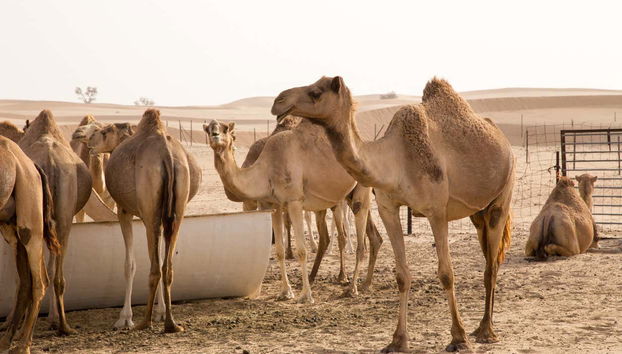 Visitando una granja de camellos