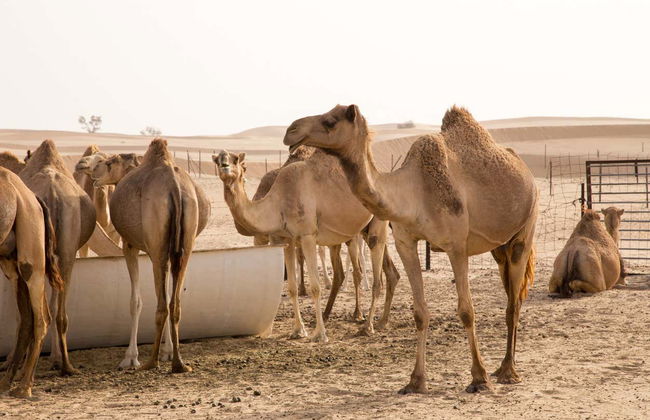 Ras al Khaimah Desert Camel Ride - Foto 7