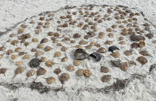 A Cozy Cape house steps to Restaurants & Beaches ~1.4 miles down scenic roads - Foto 41