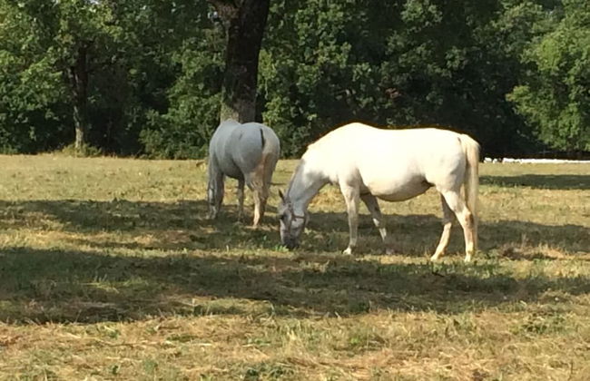 Villa Lavanda in Kriz Sezana With Private Swimpool - Foto 21