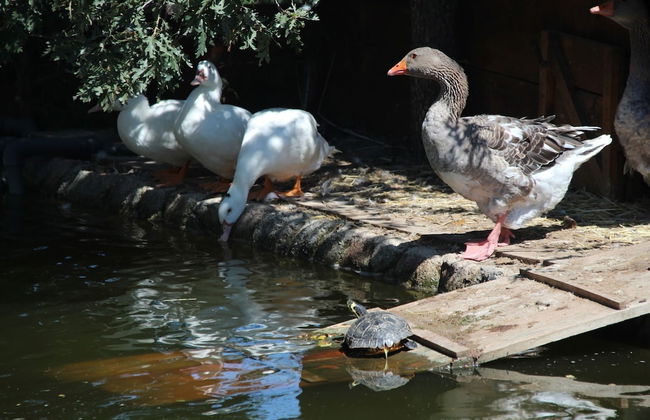 Posada Rural Spa Granja La Tejera de Lozoya - Foto 43