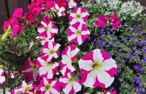 Bergchalet Mirabell - Hofgut - Foto 18