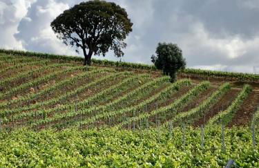 Casa Martins Country Apartment No5 - Foto 23