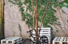 Musa Paradisiaca - Foto 13