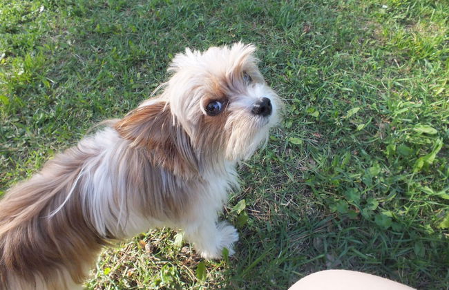 Haus Waldidyll am See 1 - Foto 20