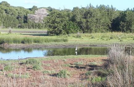 Villa Dunes 350m from the sandy beach - Foto 41