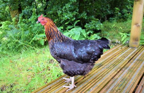 3 Bed in Glenfinnan oc-cabin - Foto 9