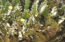 Casa de Celebrar a Vida - Foto 34