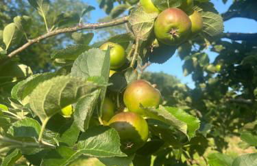 Campbell's Cottage - Foto 24