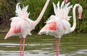 Fenicottero Rosa - Foto 1