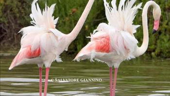 Fenicottero Rosa - Foto 1