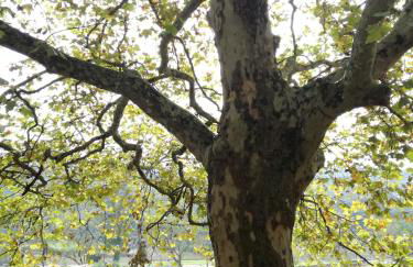 Montejunto Villas - Casa do Plátano - Foto 58